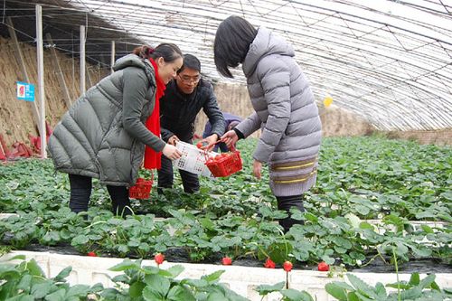 农民科技致富——北京平谷区蔬菜领域农业技术推广研究员陈海鹰(图6)